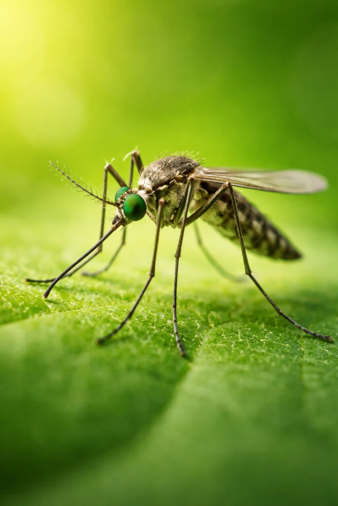 Maßgefertigter Insektenschutz-Aufsteckrahmen am Fenster